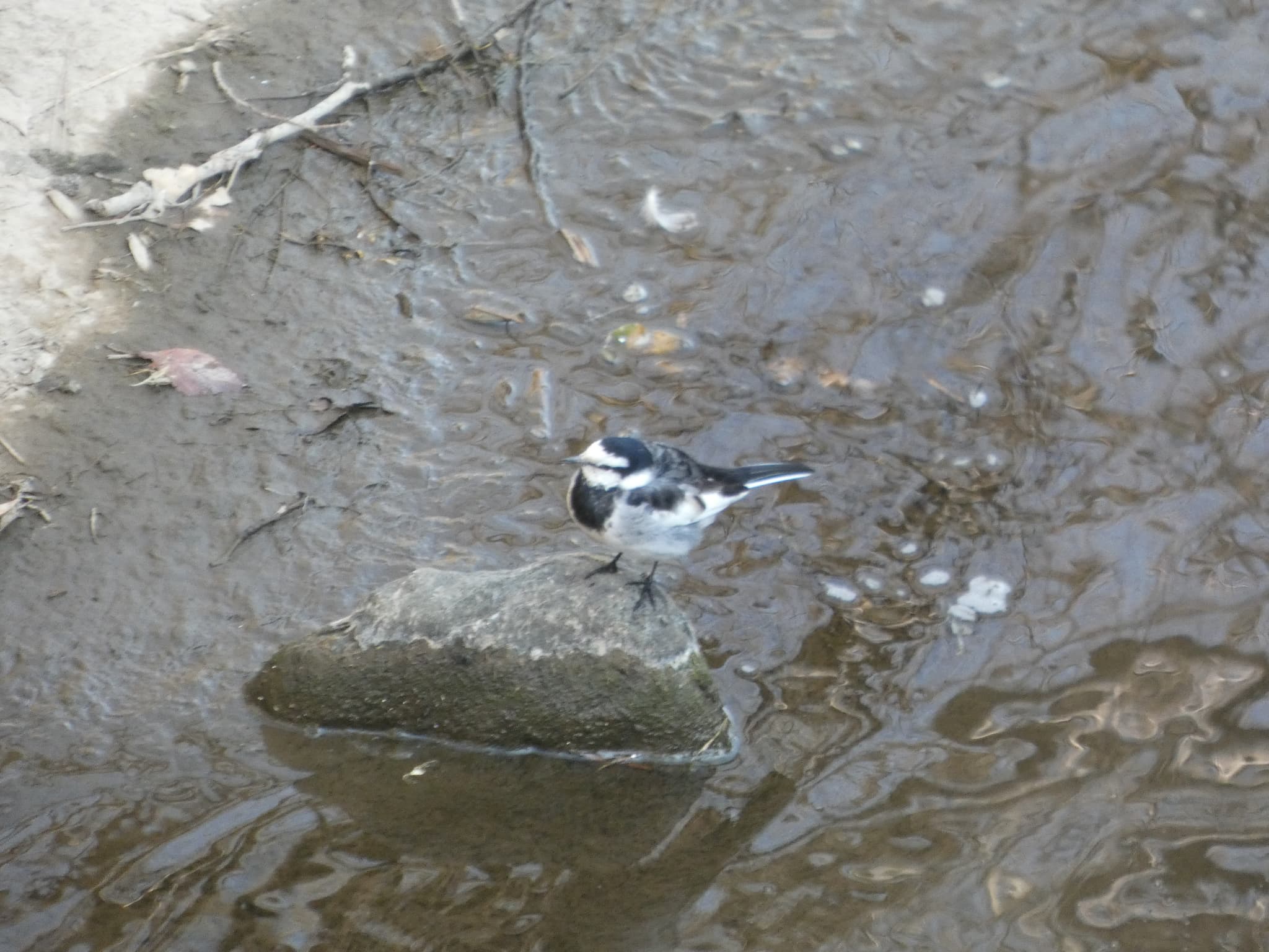 Motacilla alba lugens01